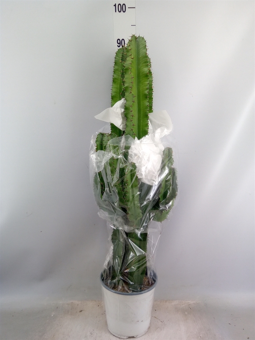 <h4>Euphorbia candelabrum</h4>