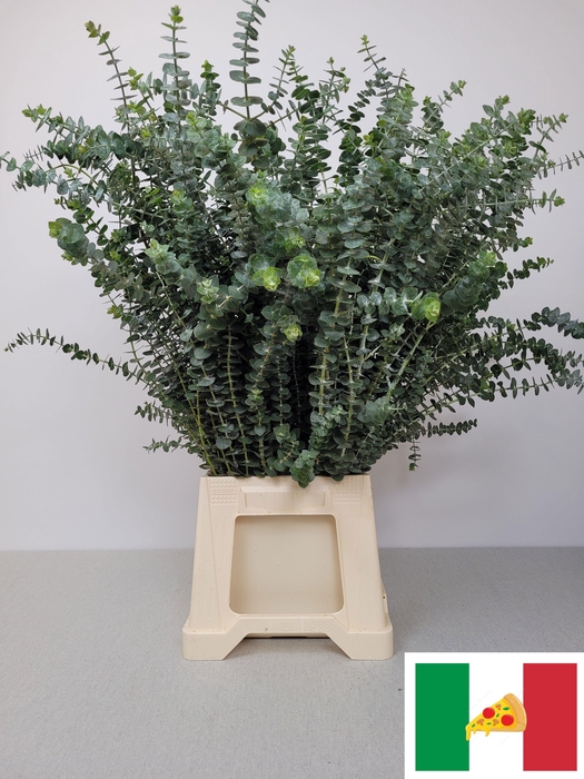 <h4>EUC BABY BLUE PB</h4>