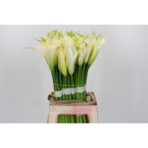 Zantedeschia Eydolls White