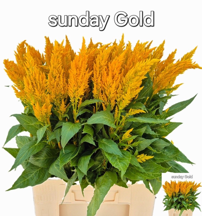 CEL P SUNDAY GOLD