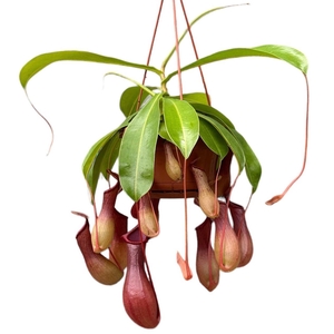 Nepenthes alata