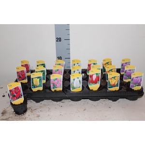 TULIPA MIX MINI P6
