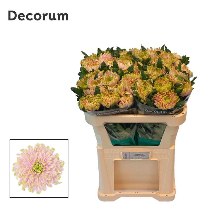 Chrysanthemum Indicum Grp geplozen Rossano Charlotte