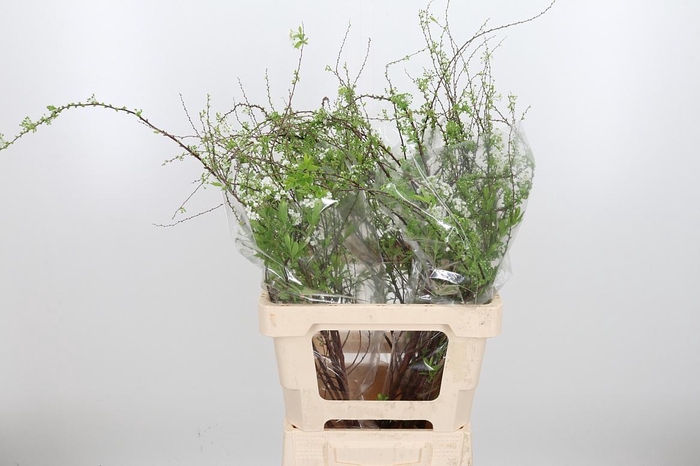 <h4>Spir C Grefsheim</h4>