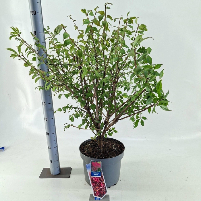 <h4>Euonymus alatus</h4>