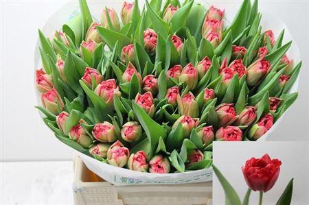 <h4>Tu Du Double Twist</h4>