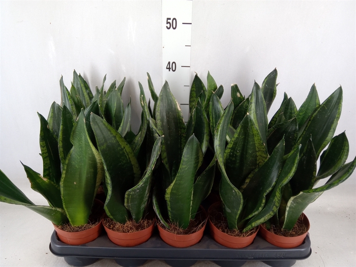 <h4>Sansevieria trifa.   ...</h4>