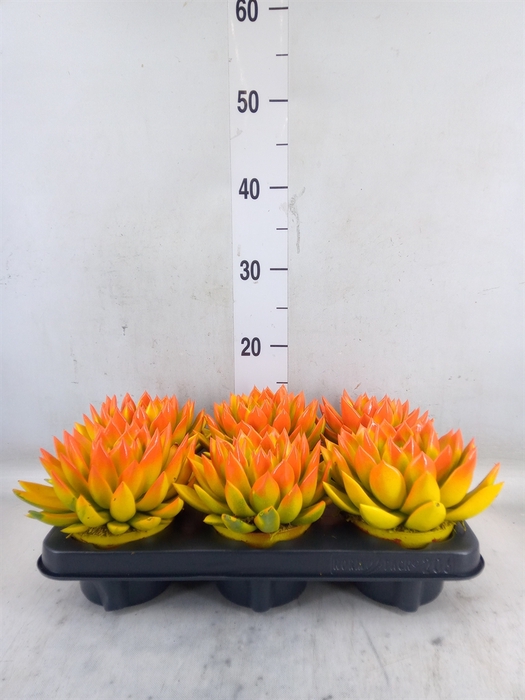 <h4>Echeveria  'Miranda'</h4>