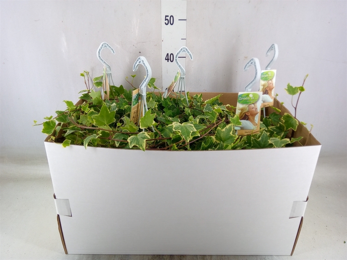 <h4>Hedera helix 'Eva'</h4>