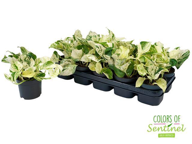 <h4>Epipremnum pinnatum Happy Leaf</h4>