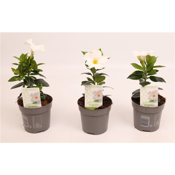<h4>Dipladenia 'Rio' White</h4>