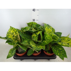 Homalomena wal. 'Camouflage'