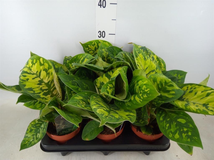 <h4>Homalomena wal. 'Camouflage'</h4>