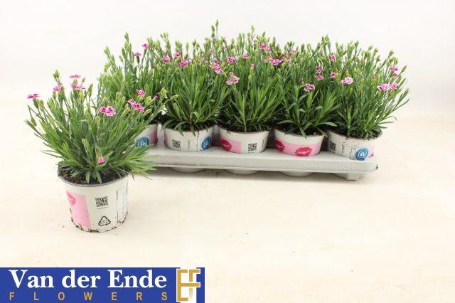 <h4>DIAN DI PINK KISSES</h4>