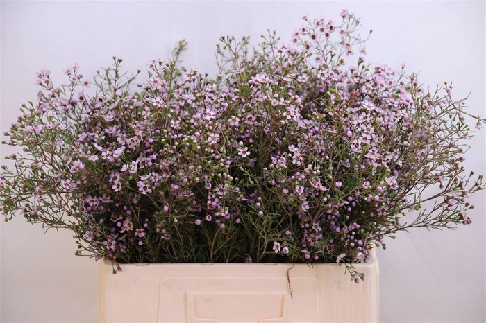 <h4>CHAME UN JUPITER SOL</h4>