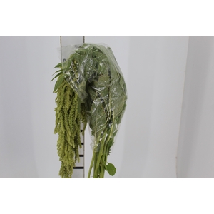 AMARANTHUS VERDE