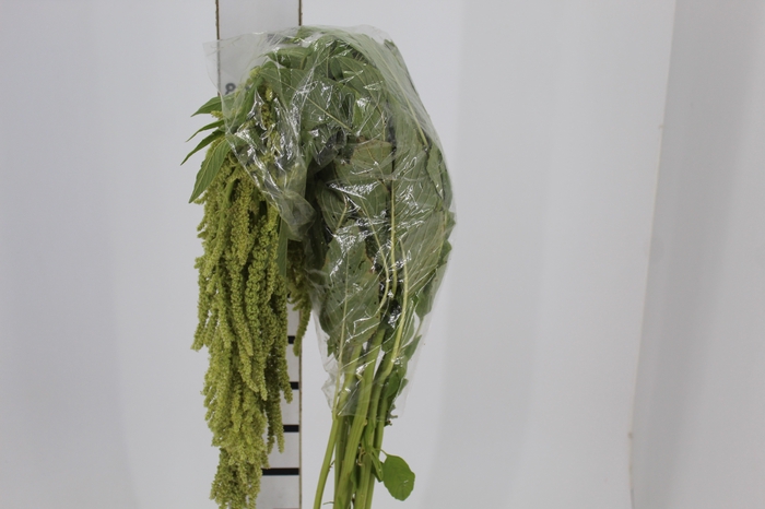 <h4>AMARANTHUS VERDE</h4>