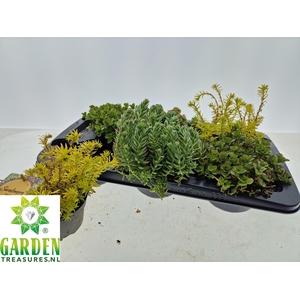 SEDUM GEM