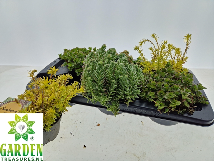 <h4>SEDUM GEM</h4>