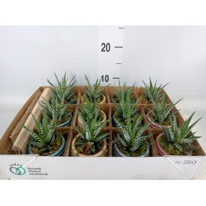 Arr.   Kamerplant Groen L%
