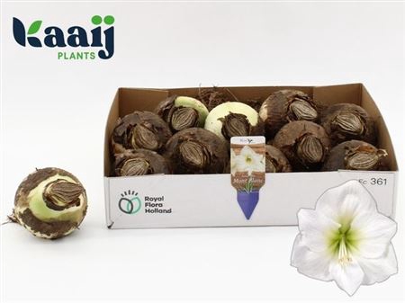 <h4>Bloembol Hippeastrum White</h4>