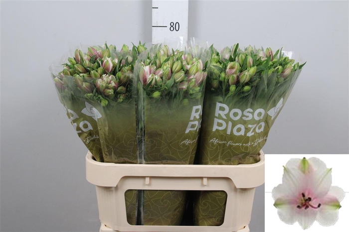 <h4>Alstr Lancaster</h4>