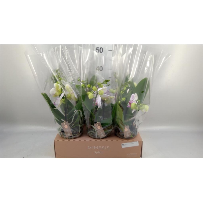 <h4>Phalaenopsis  'SpiritWhite Special'</h4>