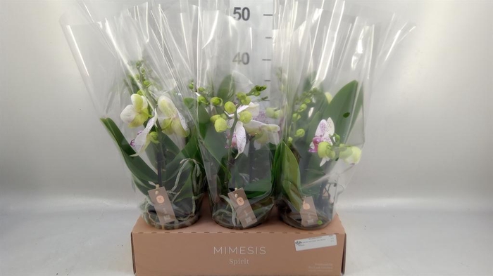 Phalaenopsis  'SpiritWhite Special'
