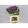 Phlox Sky Eyes