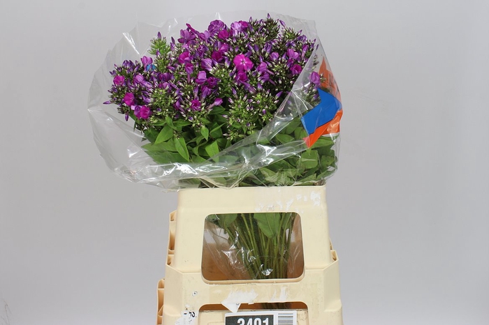 <h4>Phlox Sky Eyes</h4>