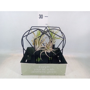 Arr.  Tillandsia L%