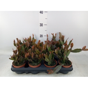 Rhipsalis   ...