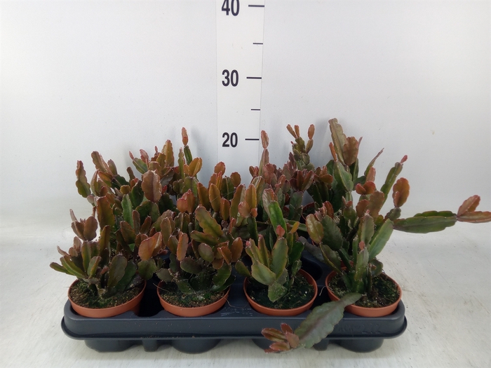 <h4>Rhipsalis   ...</h4>
