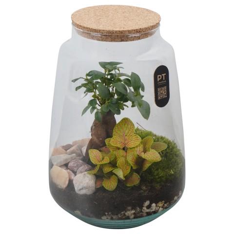 <h4>CC2613 Arrangementen kamerplanten</h4>