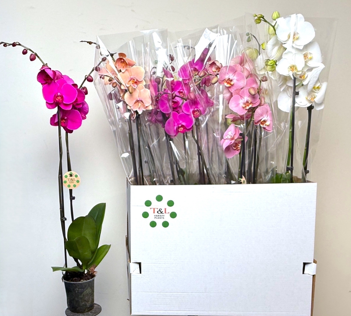 <h4>PHAL GEM 7 KL</h4>