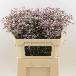 LIMONIUM  'SAFORA OSHI PINK'