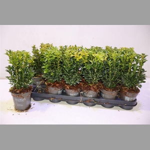 Buxu Sempervirens