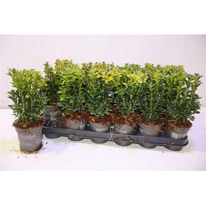 arr8 Buxu Sempervirens