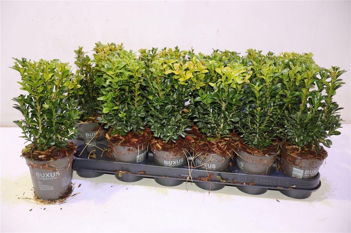 <h4>arr8 Buxu Sempervirens</h4>