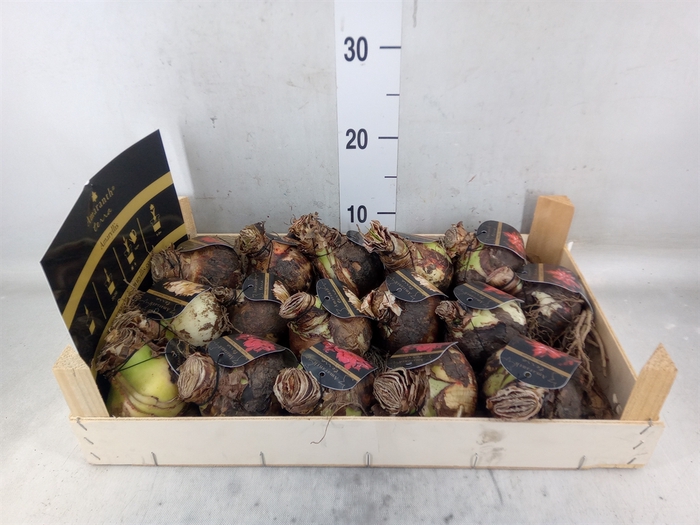 <h4>Hippeastrum   ...flowerbulbs</h4>