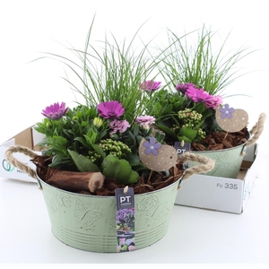 ARR TUINPLANTEN