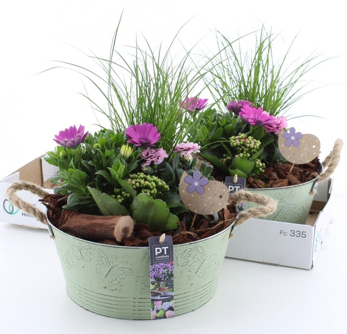 <h4>ARR TUINPLANTEN</h4>
