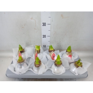 Hippeastrum   ...waxed