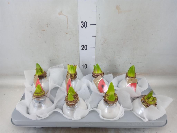 <h4>Hippeastrum   ...waxed</h4>