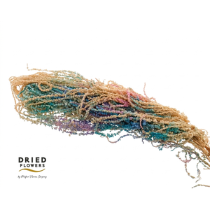 Dried Bleached Amaranthus Caudatus Milka