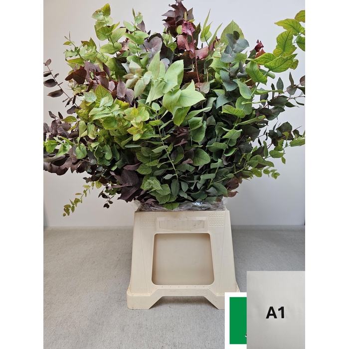 <h4>EUC STUARTIANA HERFST PB</h4>