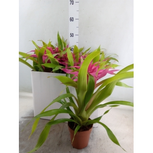 Guzmania  'Deseo Pink'