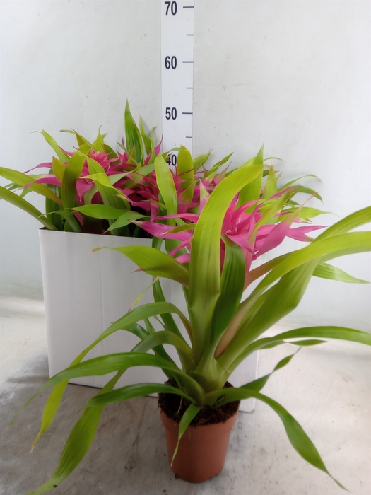 <h4>Guzmania  'Deseo Pink'</h4>