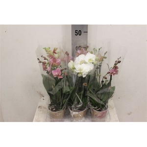 Phal Mf Gemengd 3 Tak