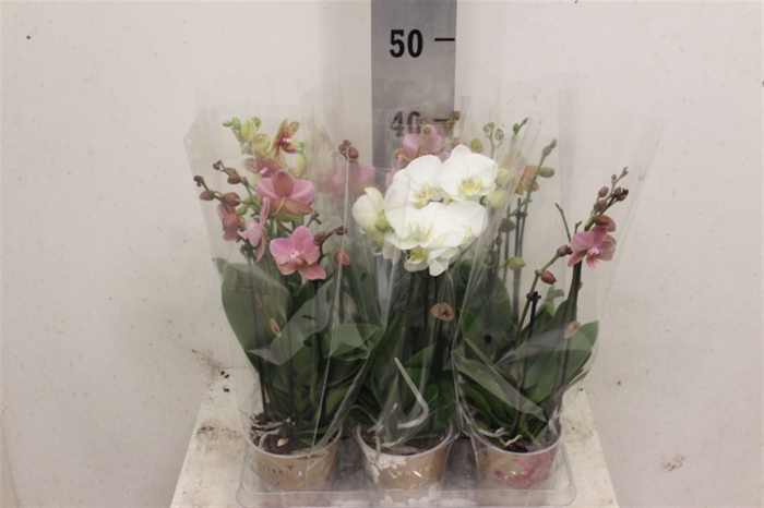 <h4>Phal Mf Gemengd 3 Tak</h4>